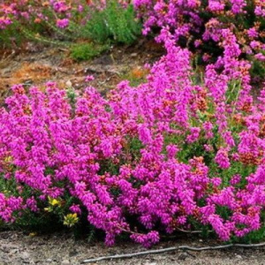 Fn8rvSWfsRA