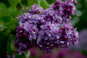 violetta-2