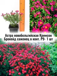 Астра новобельгийская Кримсон Брокейд многолетний саженец