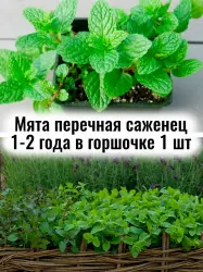 Мята перечная (холодная, английская) многолетний саженец