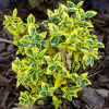 emerald-gold